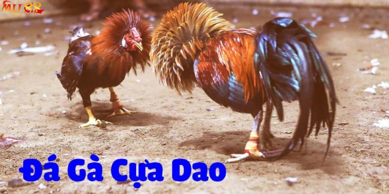 Những điểm đáng chú ý của loại hình đá gà cựa dao tại Mu88